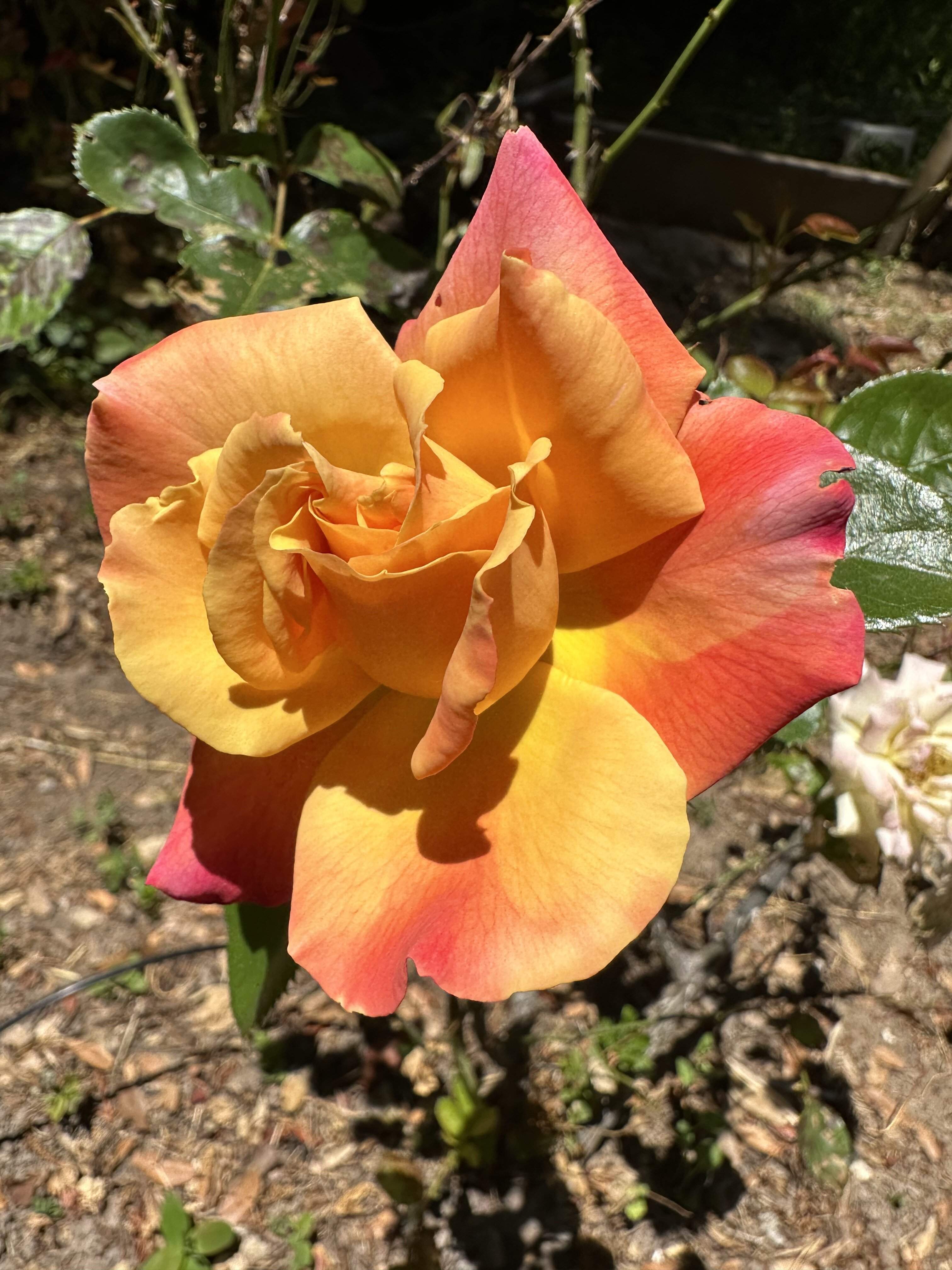 IMG_0056.jpeg