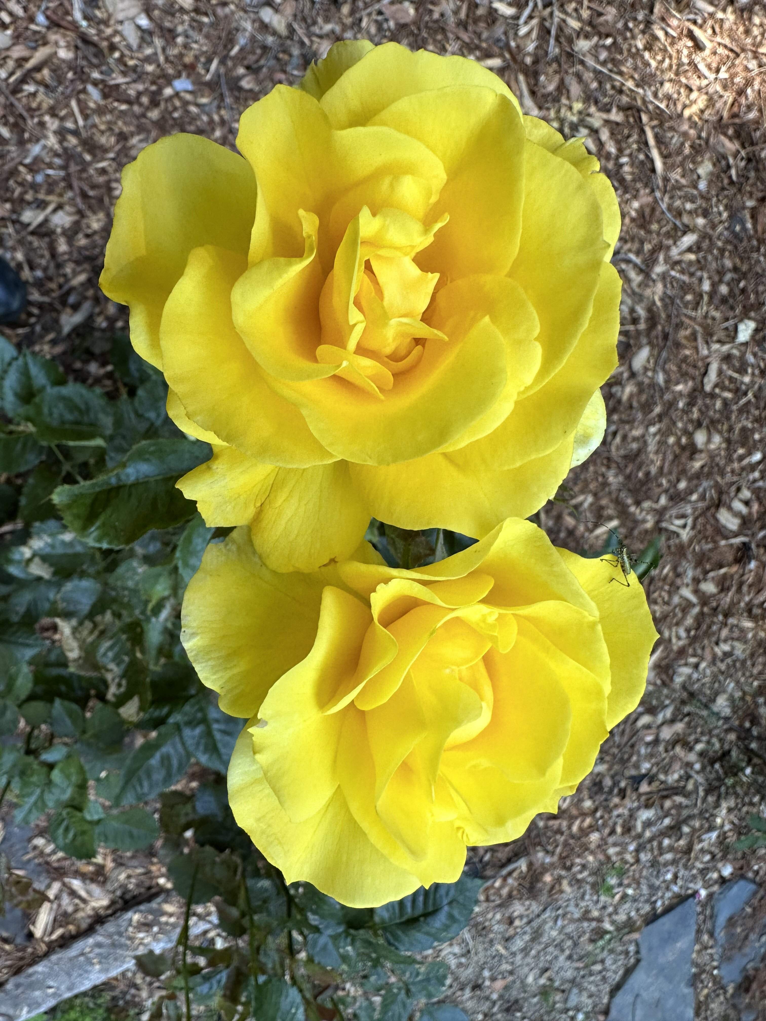 IMG_0057.jpeg