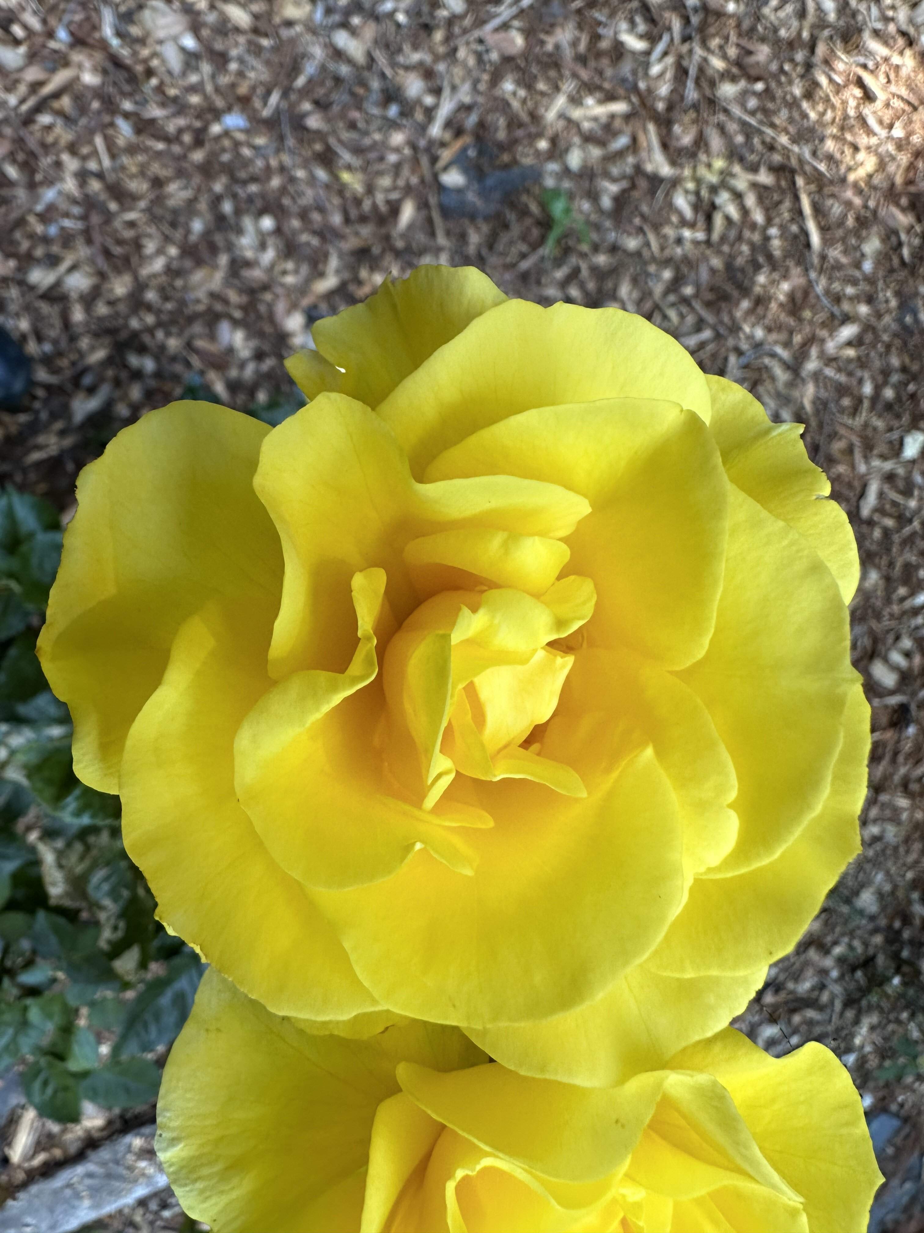 IMG_0058.jpeg