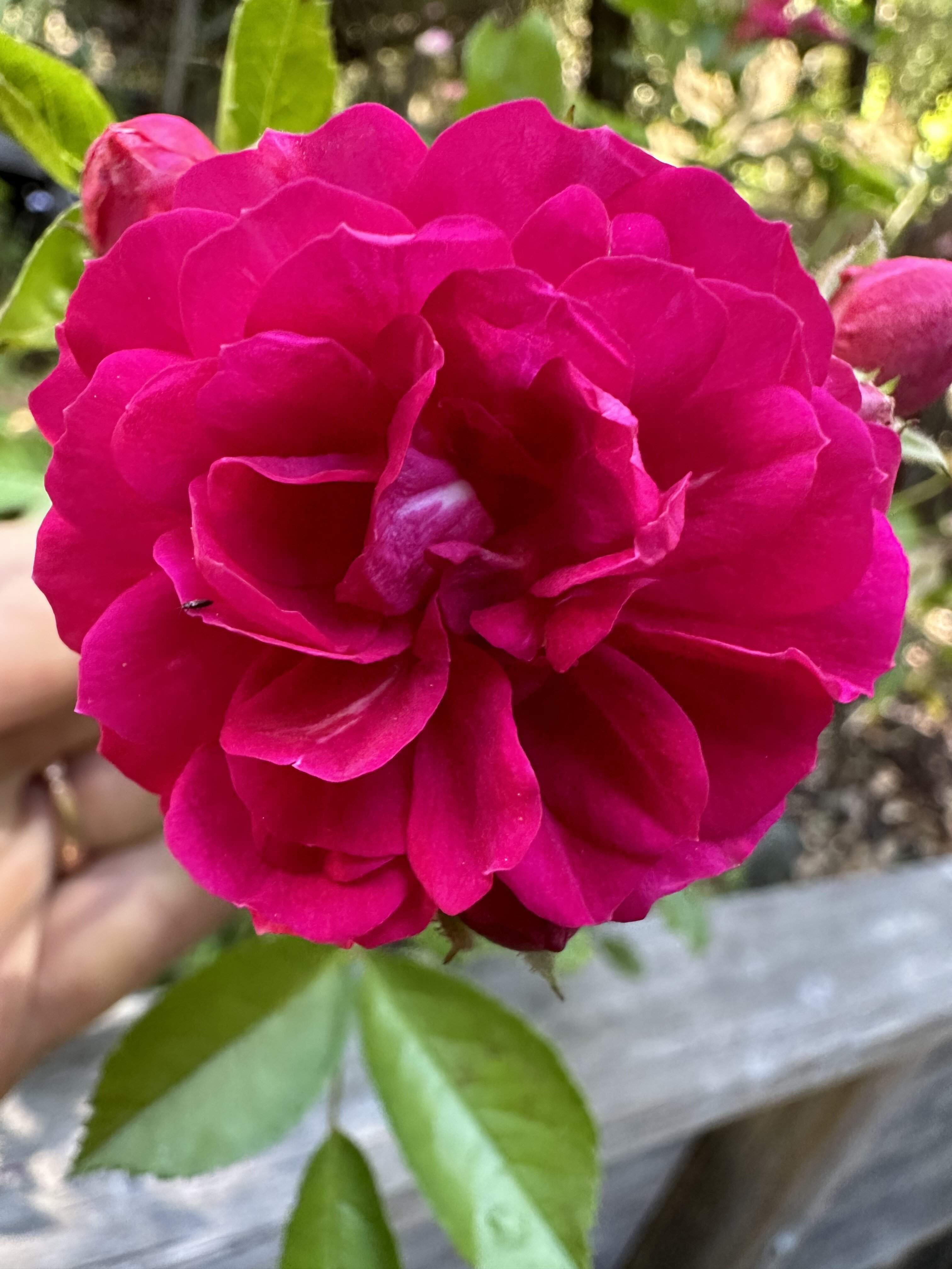 IMG_0061.jpeg