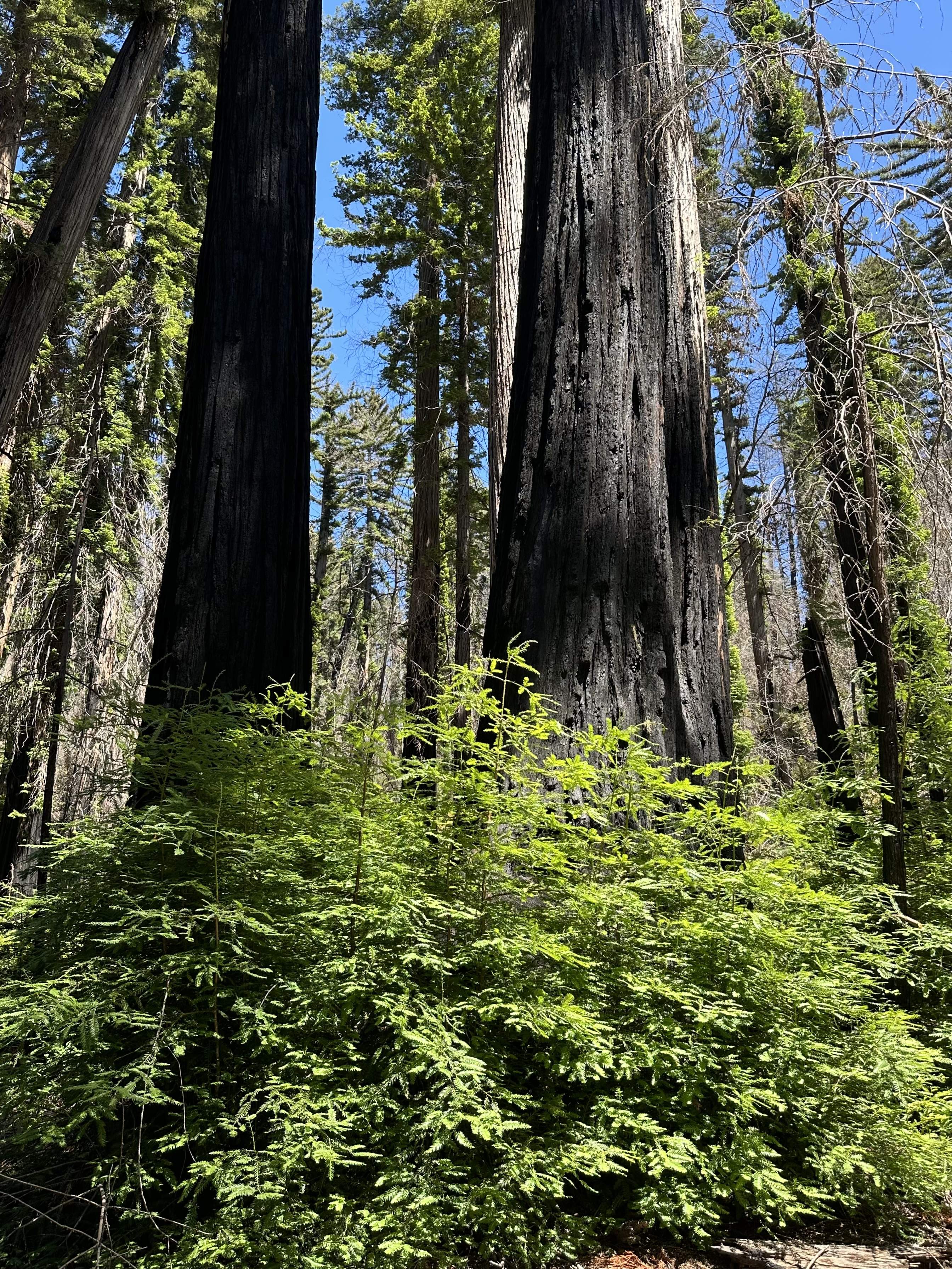 IMG_0064.jpeg