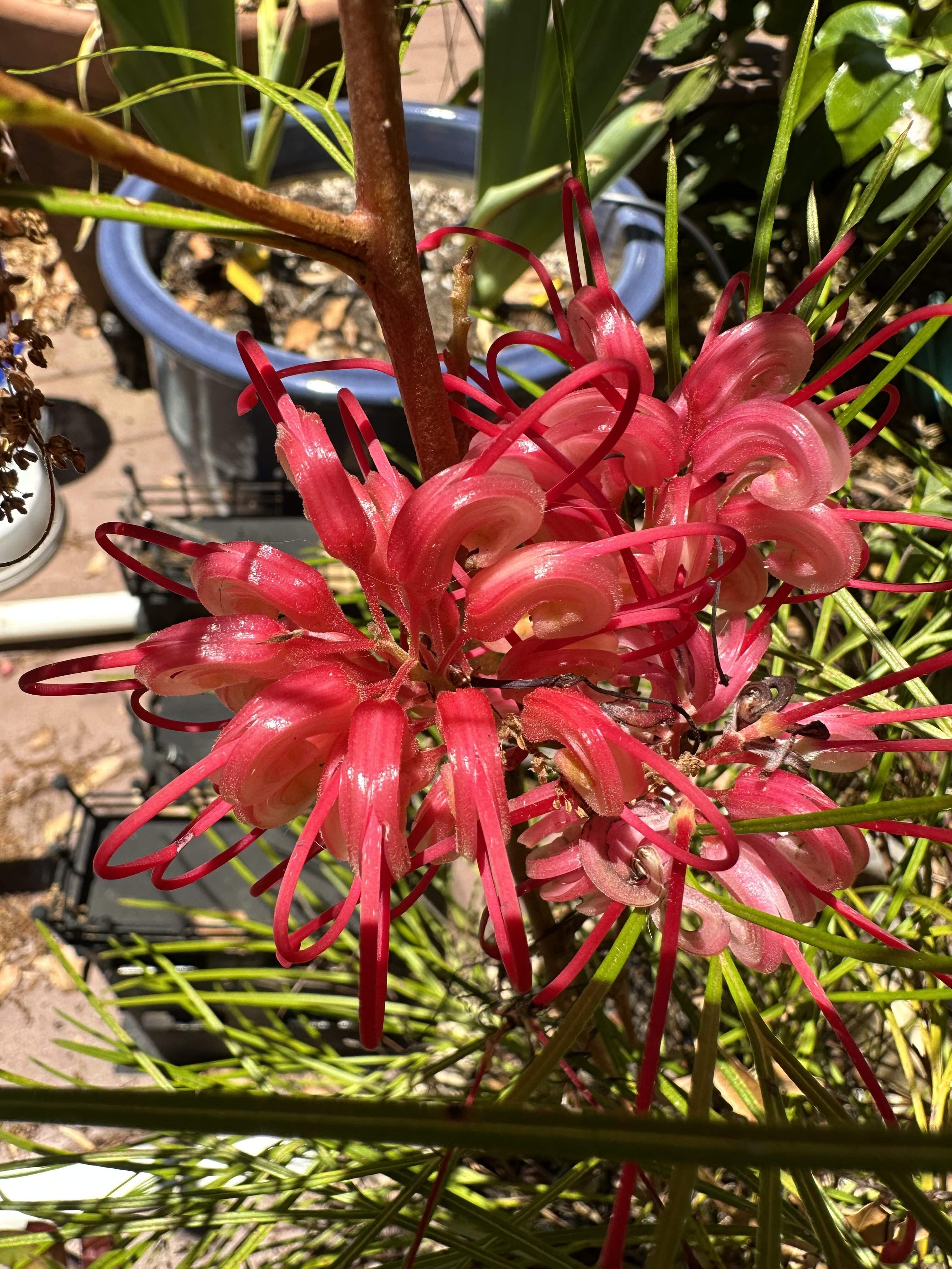 IMG_0100.jpeg