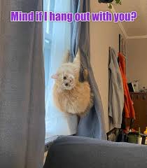 IMG_0103.jpeg