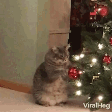 IMG_0126.gif