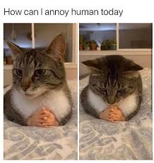 IMG_0129.jpeg