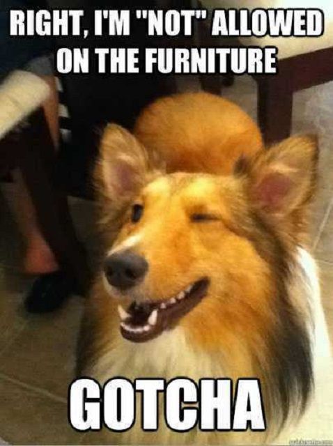 IMG_0131.jpeg