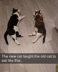 IMG_0141.jpeg