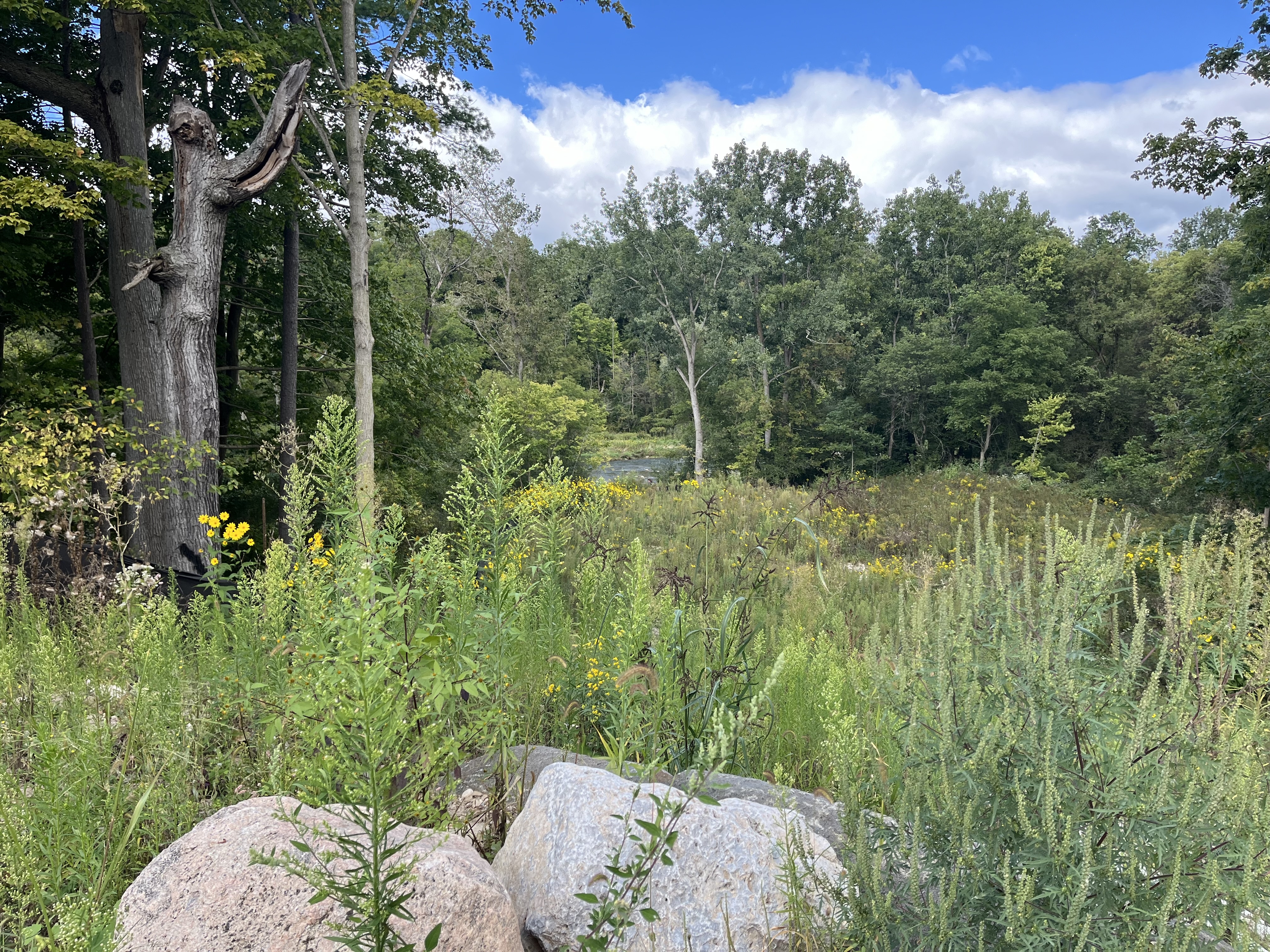 IMG_0172.jpeg