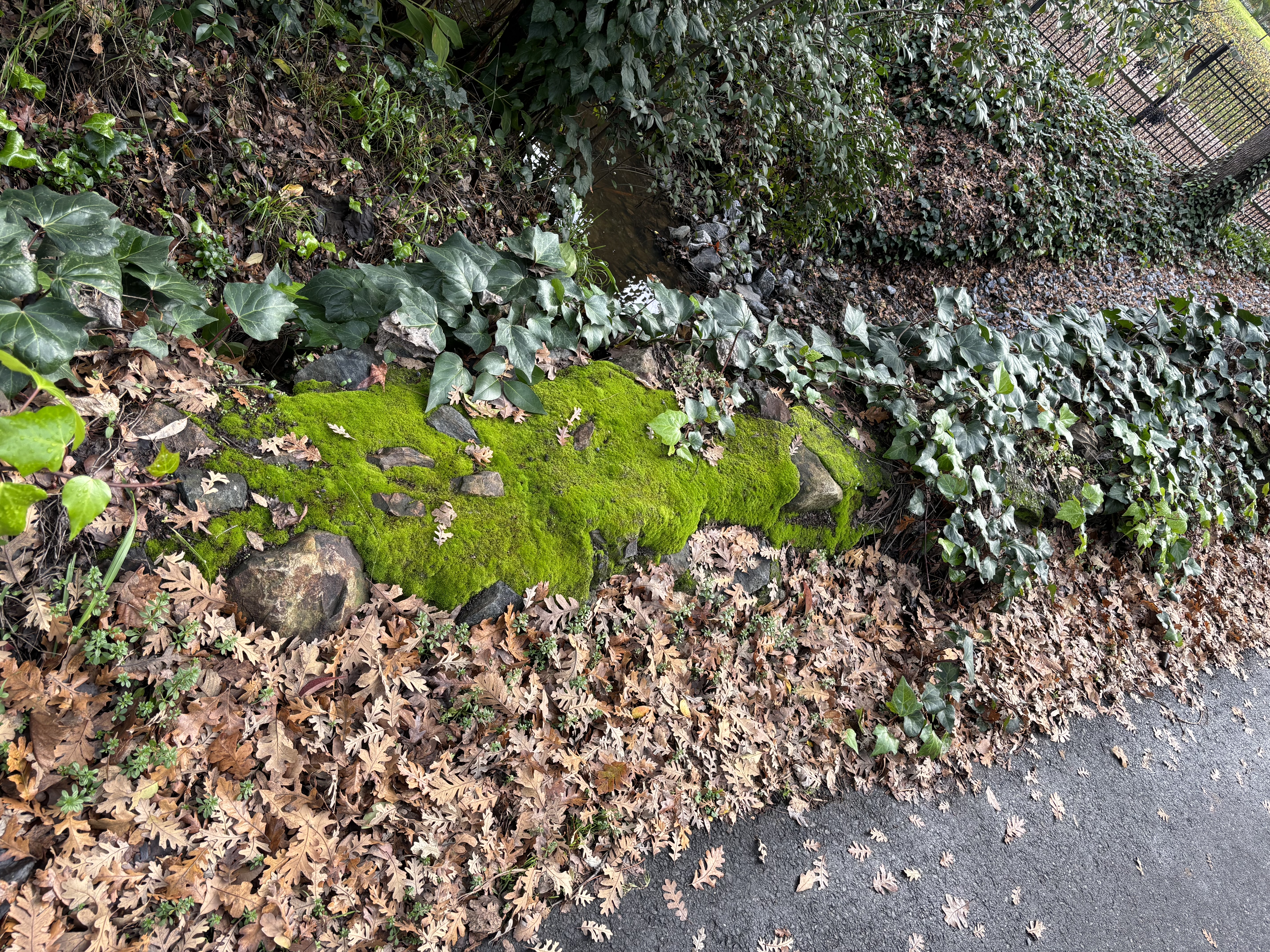 IMG_0197.jpeg
