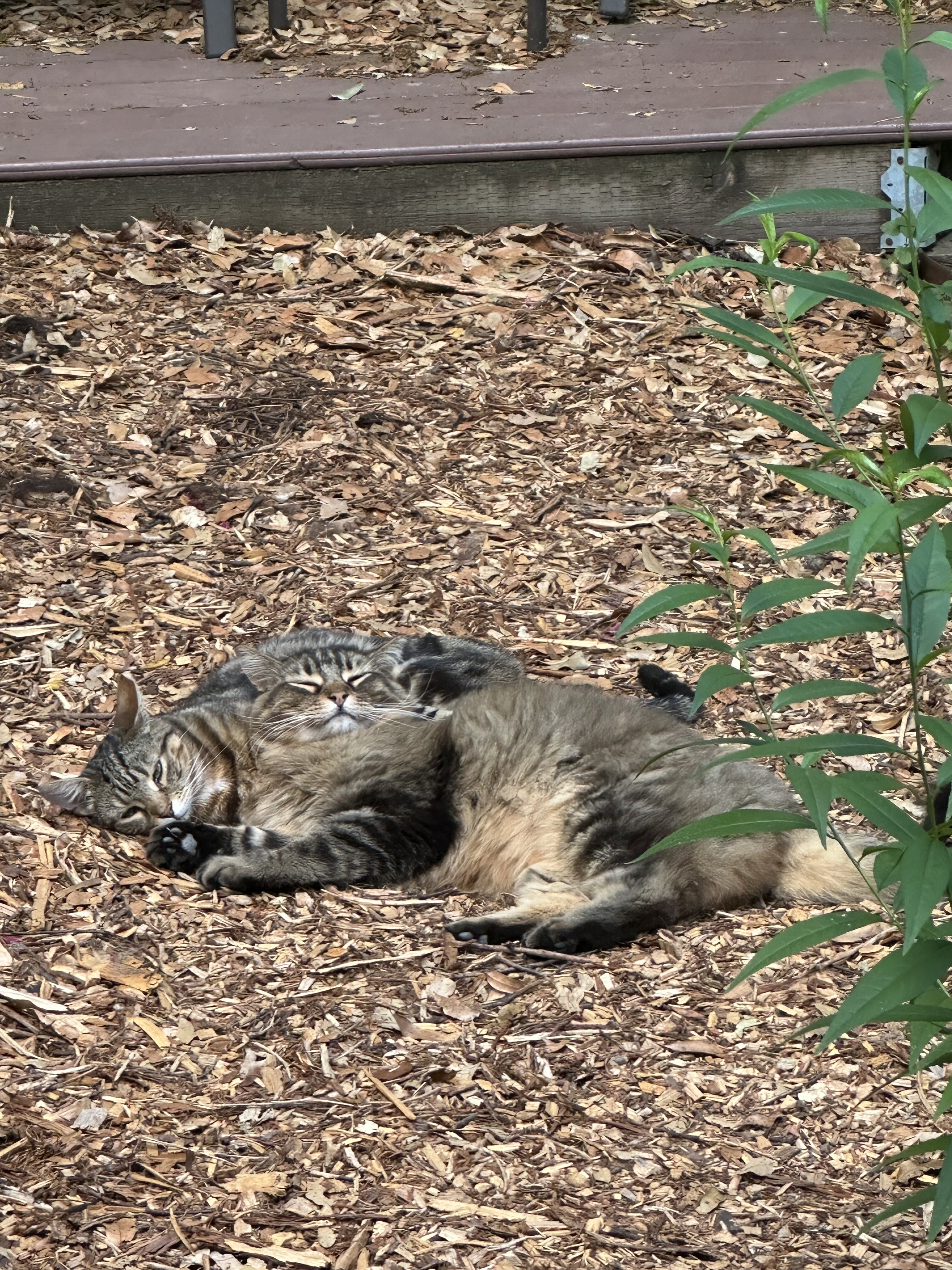 IMG_0308.jpeg