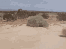 IMG_0348.gif