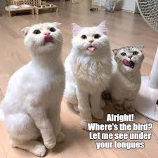 IMG_0351.jpeg