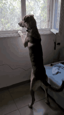 IMG_0365.gif