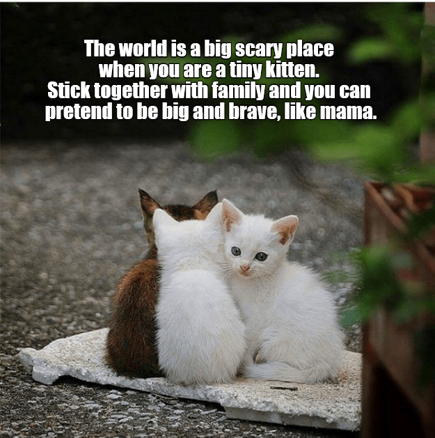IMG_0368.png