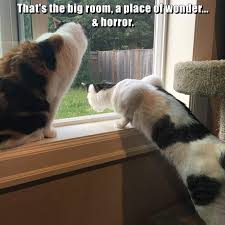 IMG_0414.jpeg