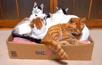 IMG_0440.gif