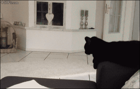 IMG_0469.gif