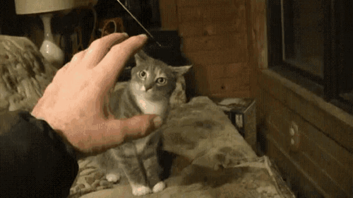 IMG_0470.gif