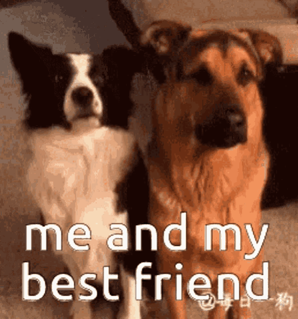 IMG_0475.gif