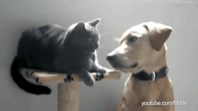 IMG_0501.gif