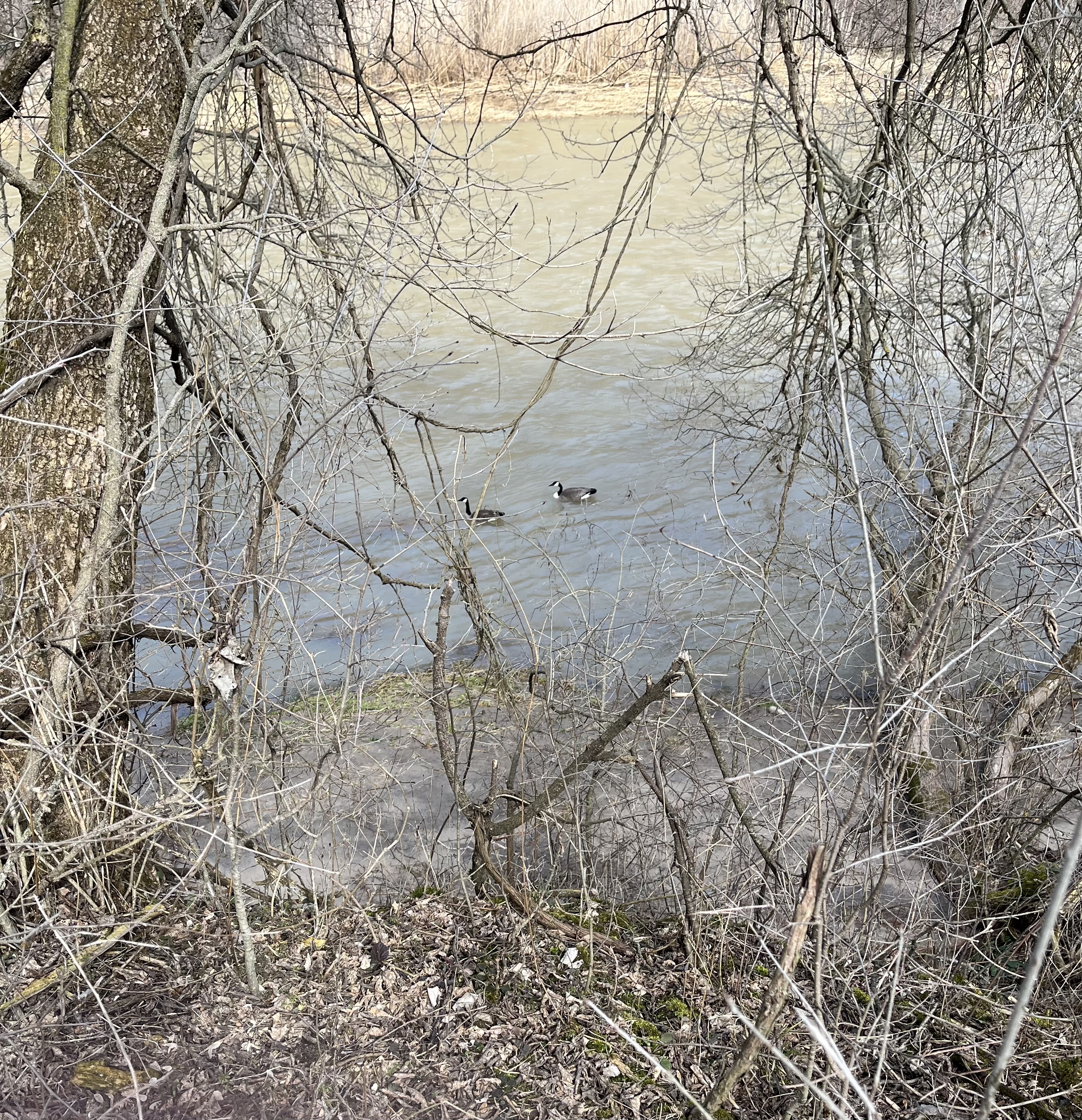 IMG_0503.jpeg