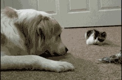 IMG_0511.jpeg