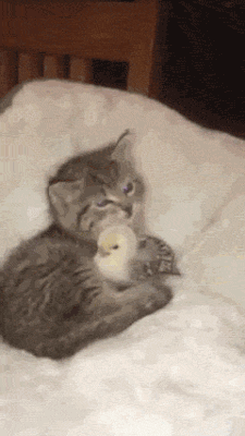 IMG_0512.gif