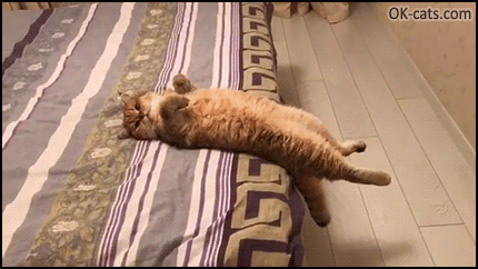 IMG_0604.gif