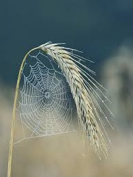 IMG_0796.jpeg