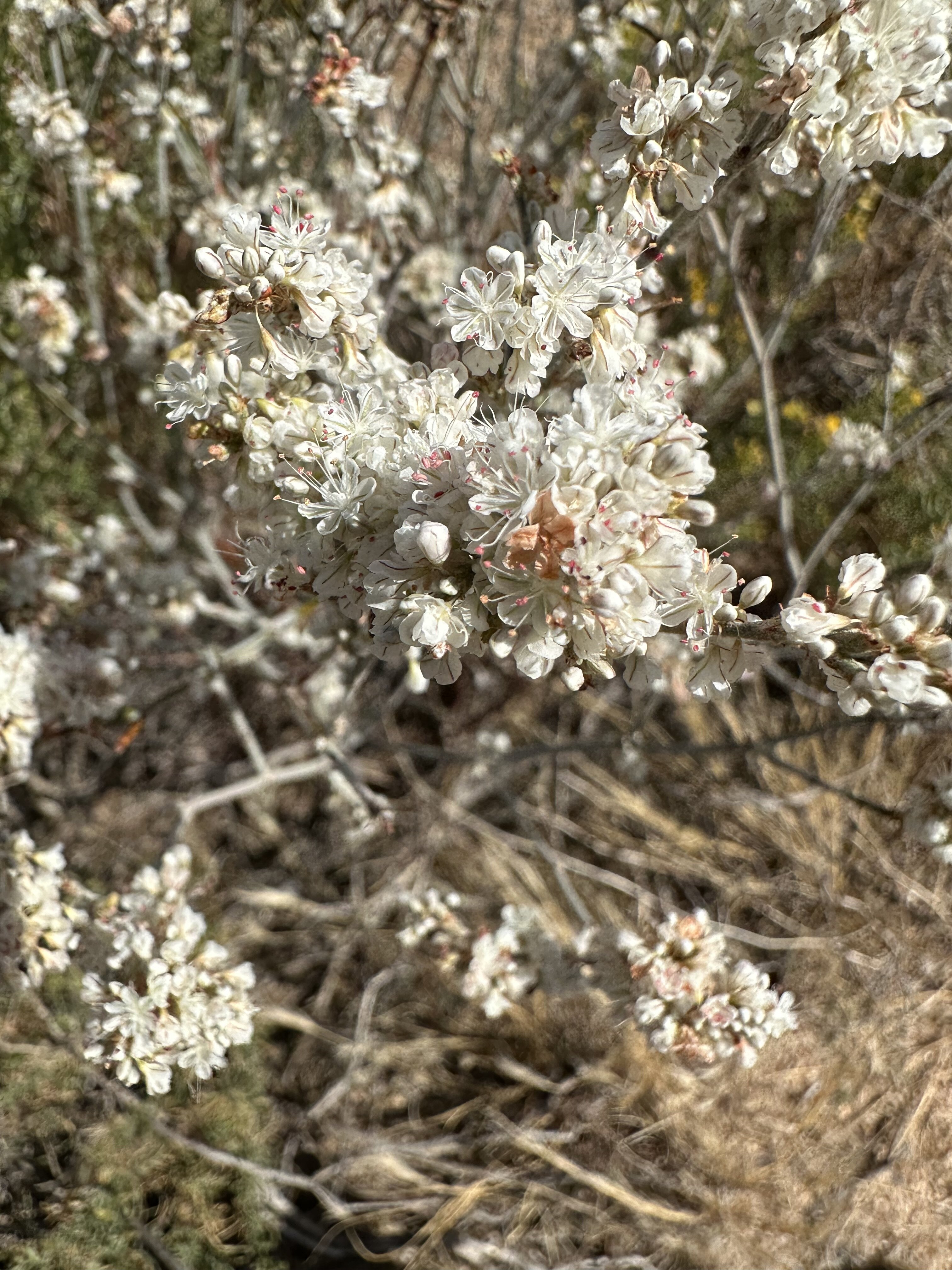 IMG_0807.jpeg