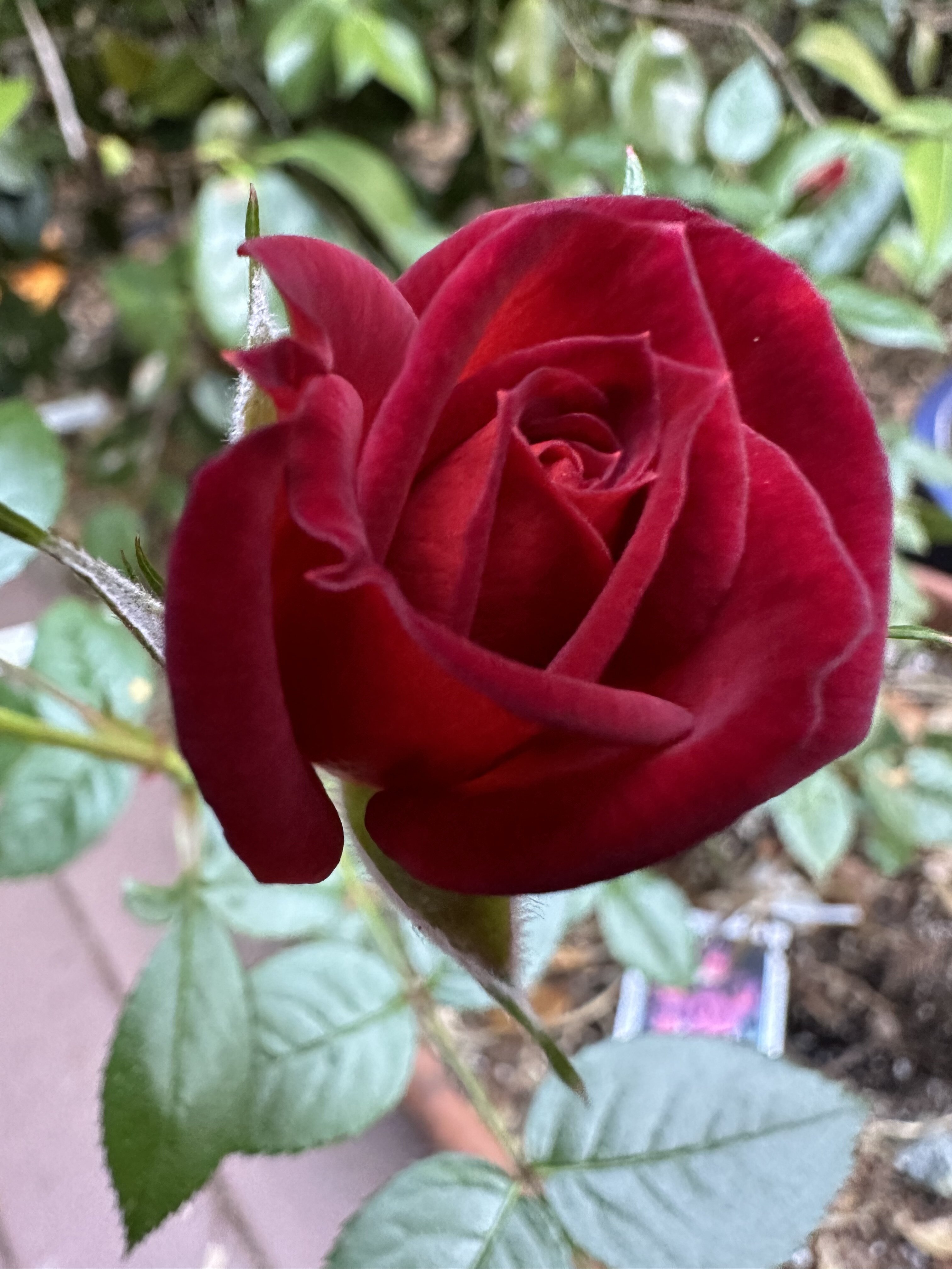 IMG_0871.jpeg