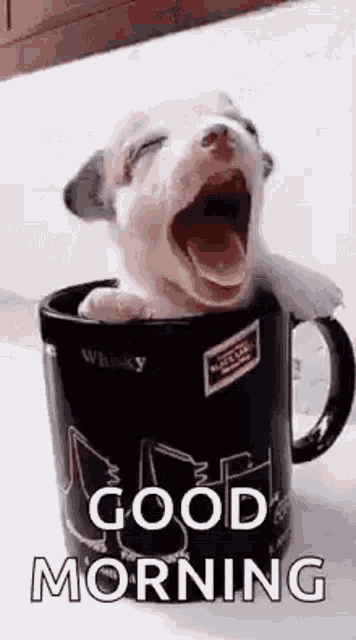 IMG_0938.gif
