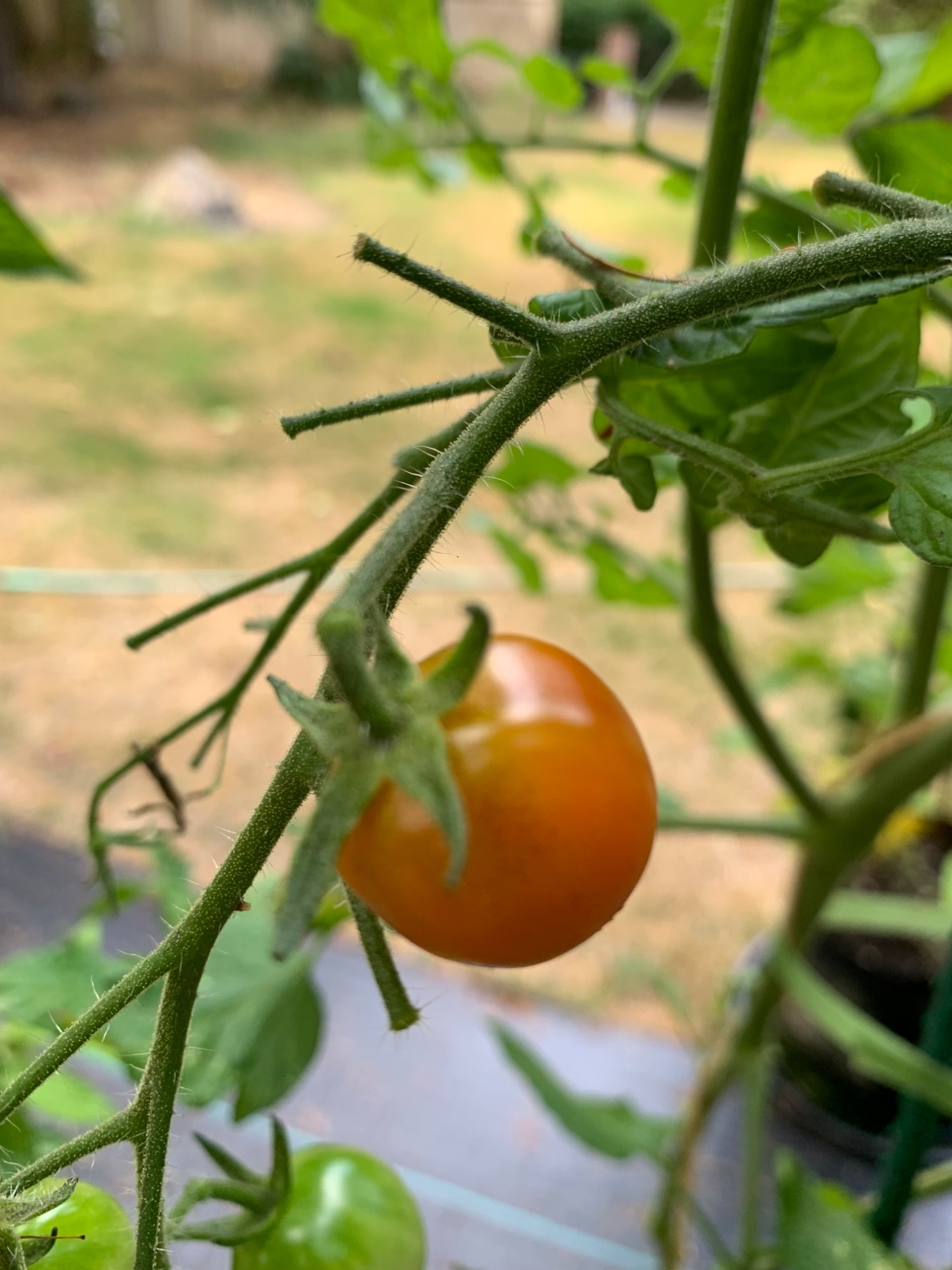 IMG_0988.jpeg