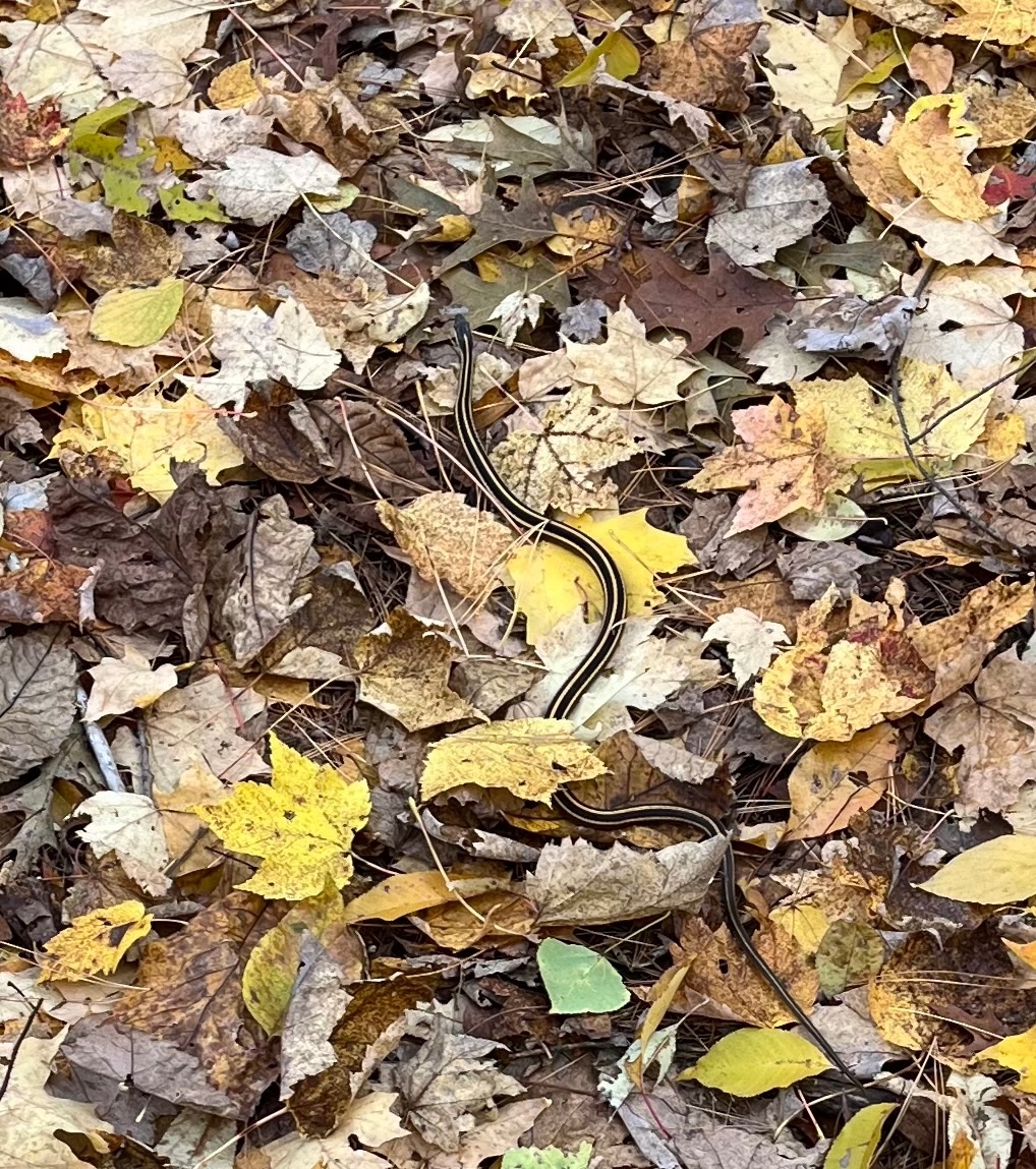 IMG_1070.jpeg