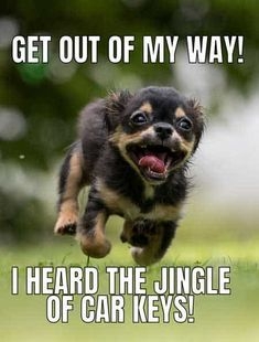 IMG_1117.jpeg