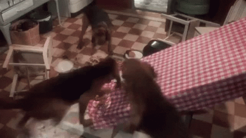 IMG_1244.gif