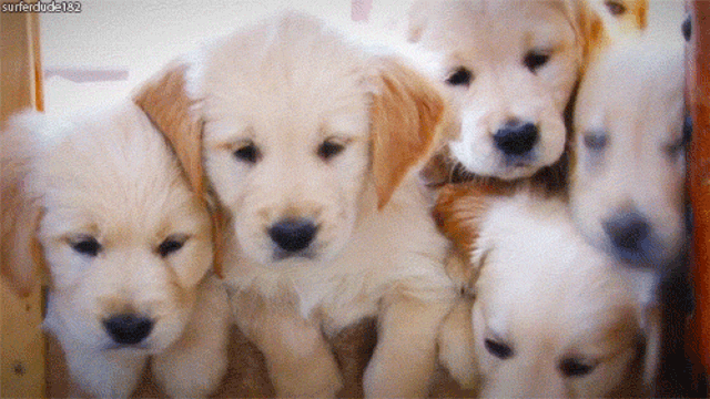 IMG_1367.gif