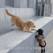 IMG_1389.gif