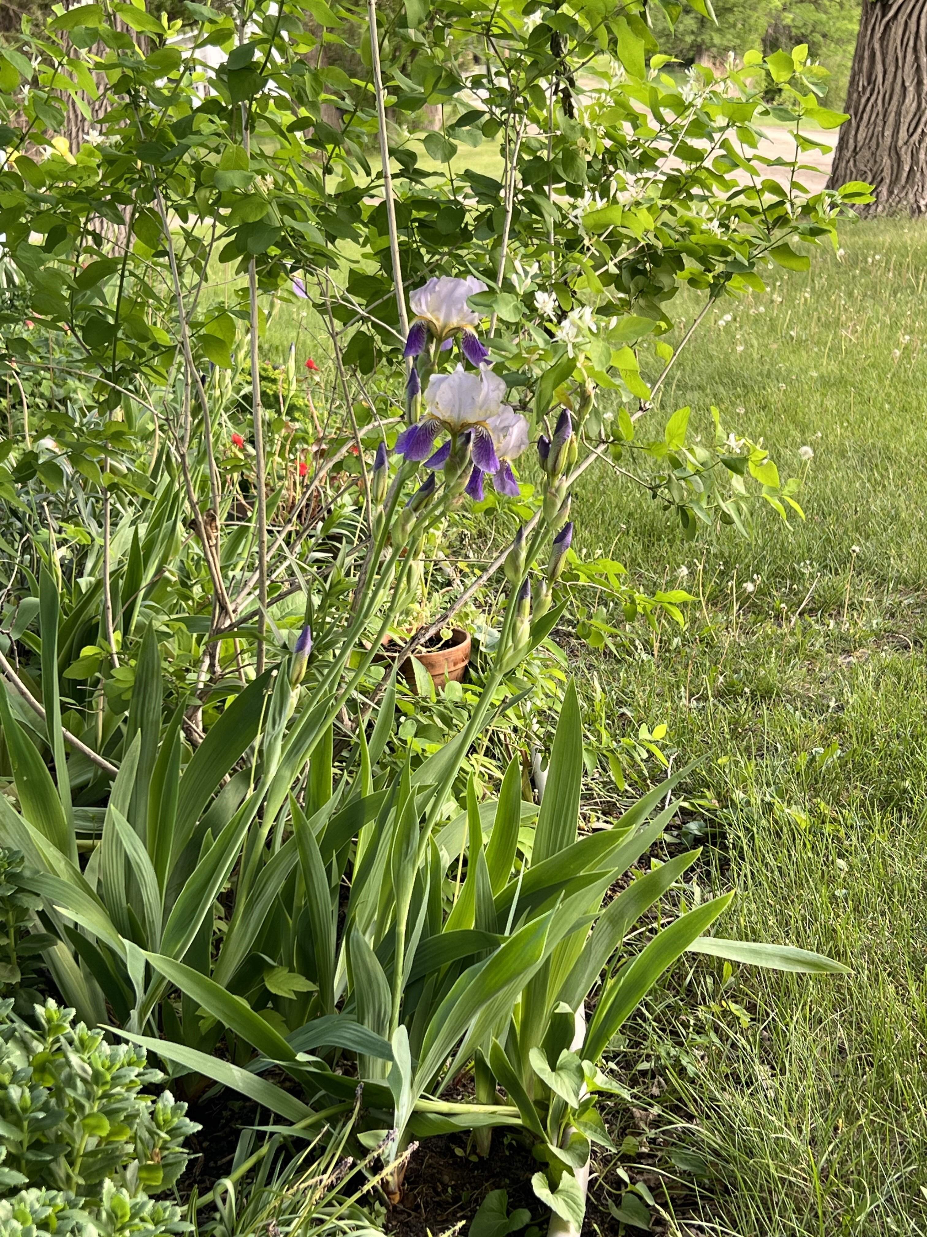 IMG_1427.jpeg