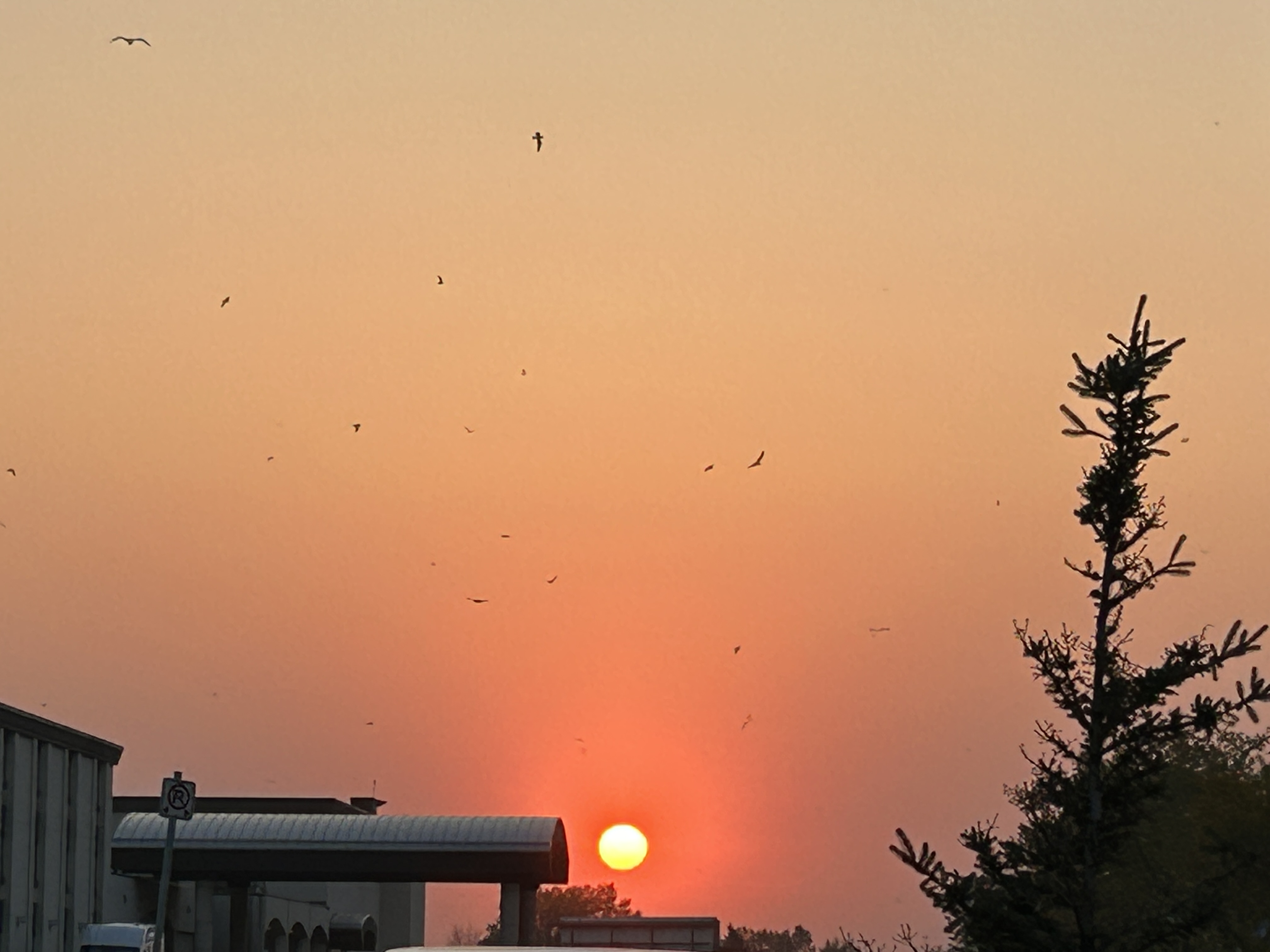 IMG_1456.jpeg