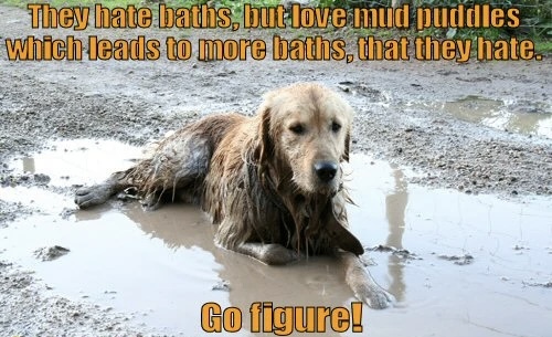 IMG_1461.jpeg