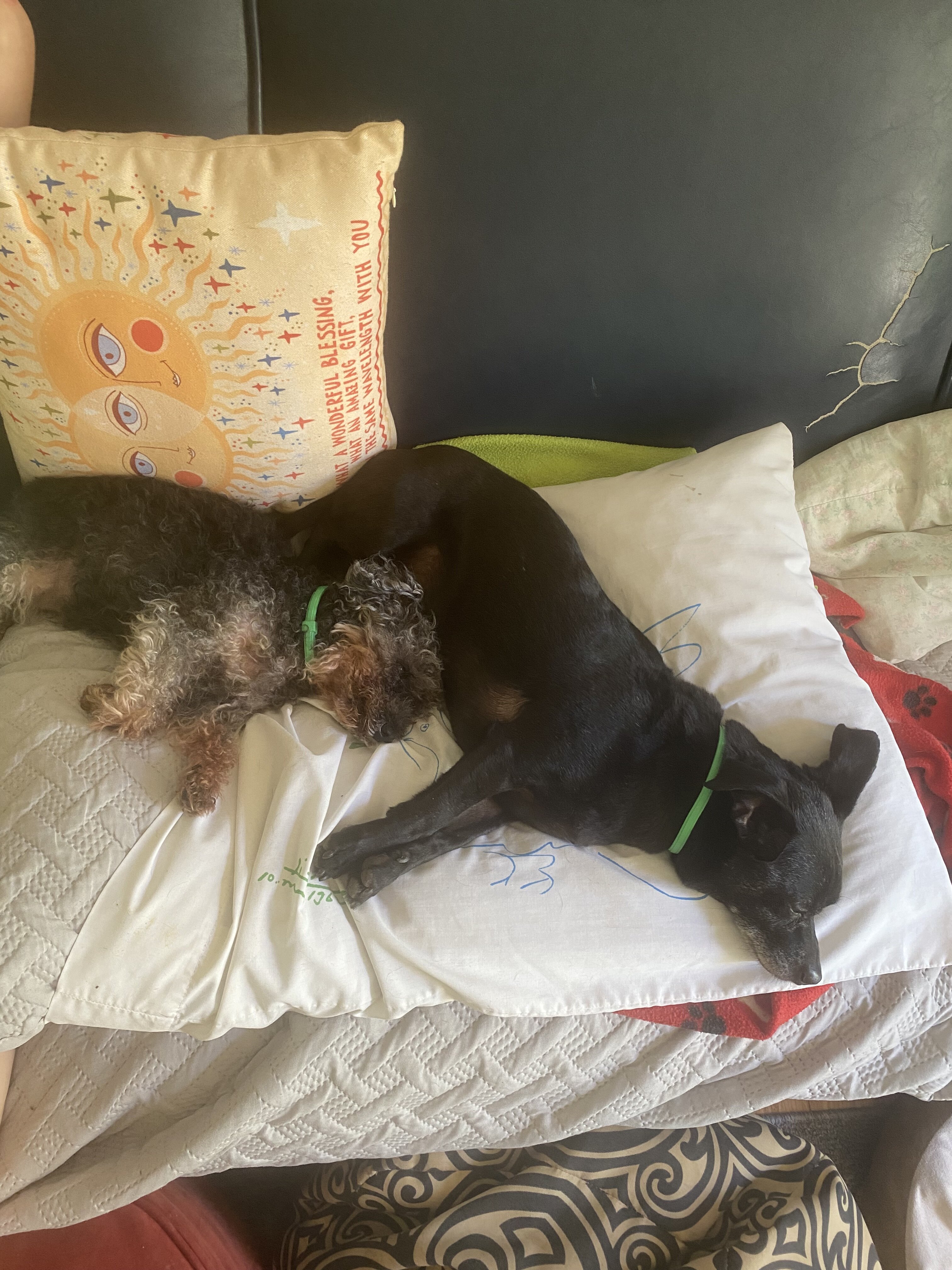 IMG_1695.jpeg