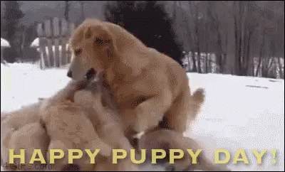 IMG_1928.gif