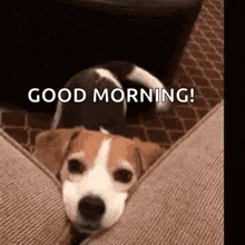 IMG_1996.gif