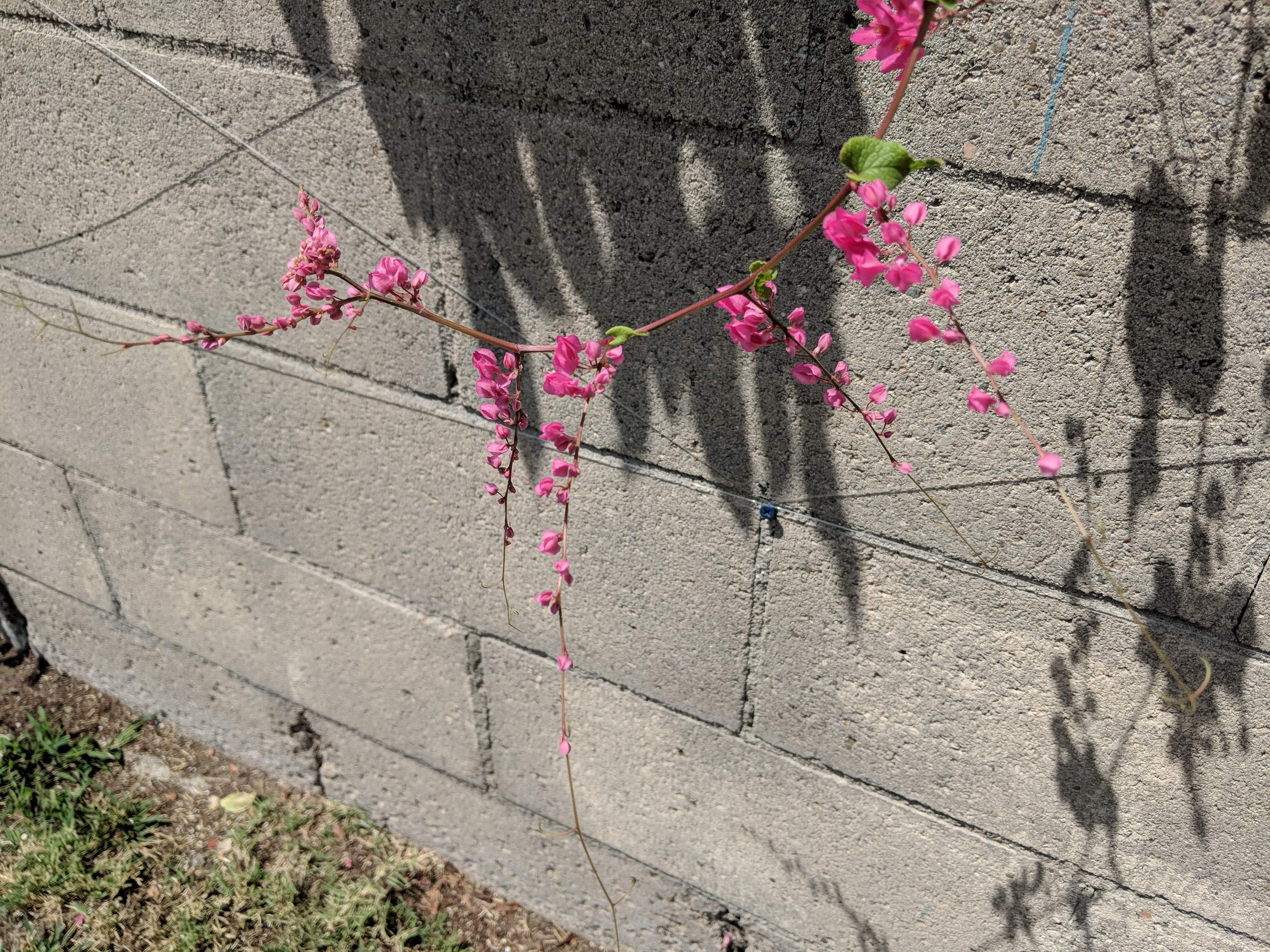 IMG_20180716_110951.jpg