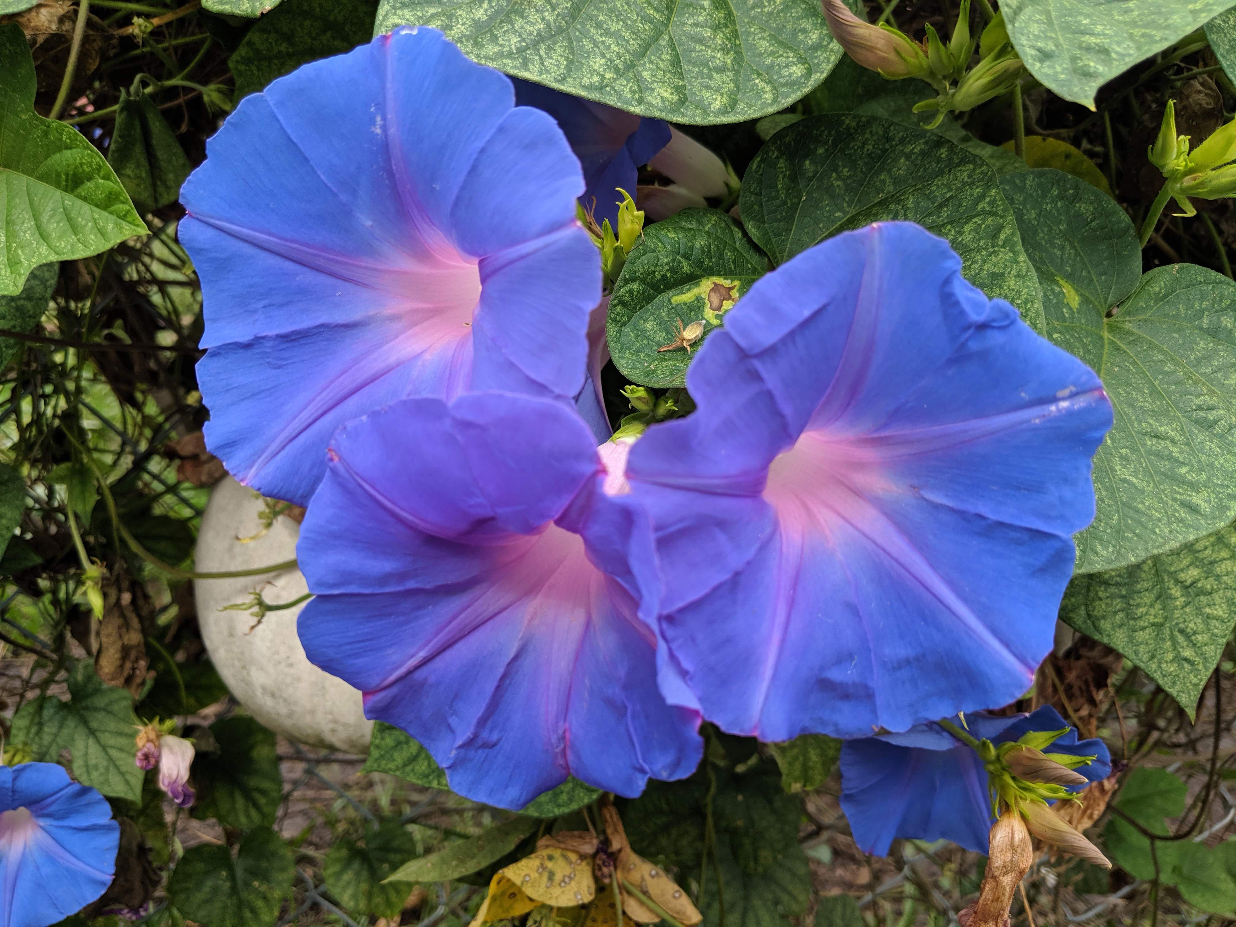 IMG_20190608_111524.jpg