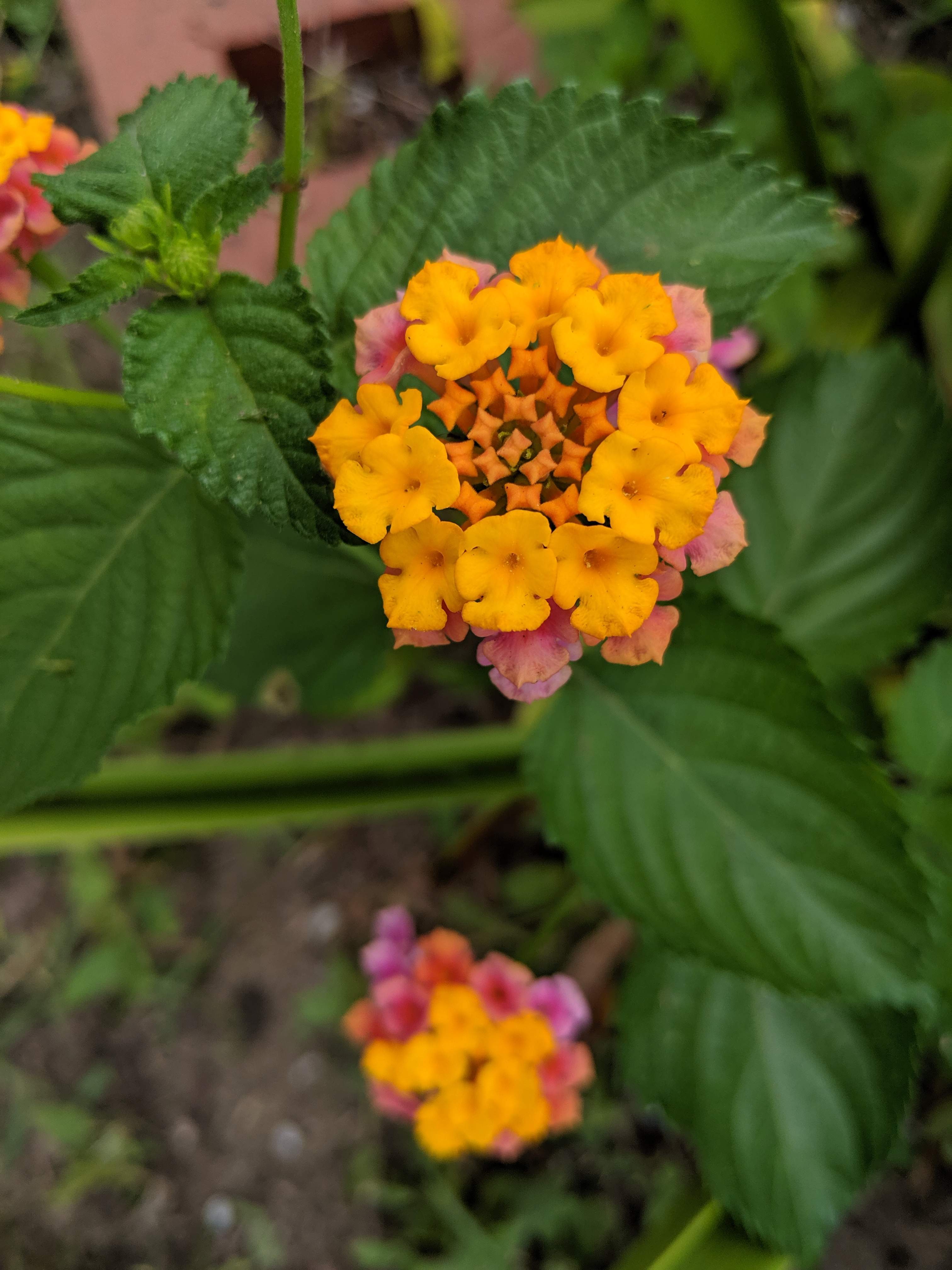 IMG_20190731_164102.jpg