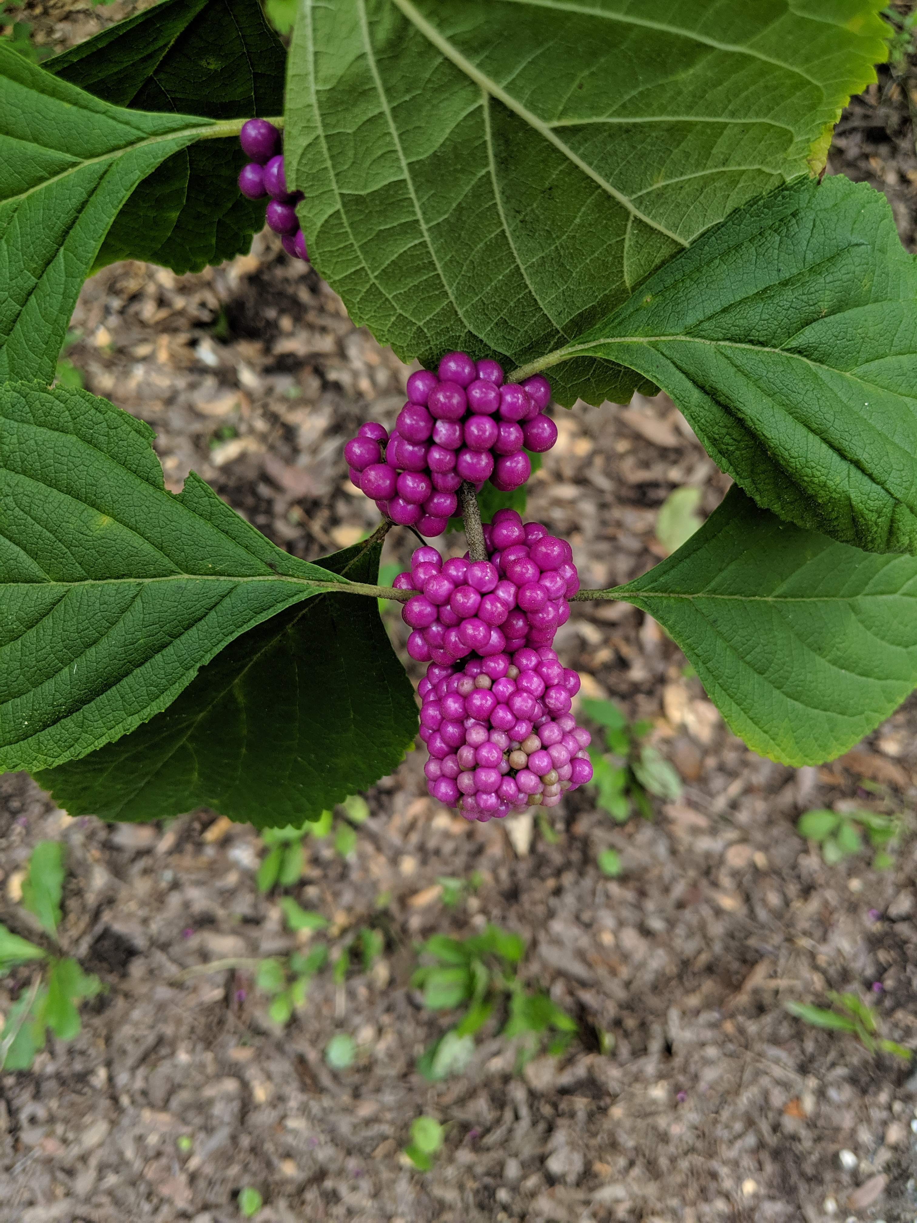 IMG_20190825_160232.jpg