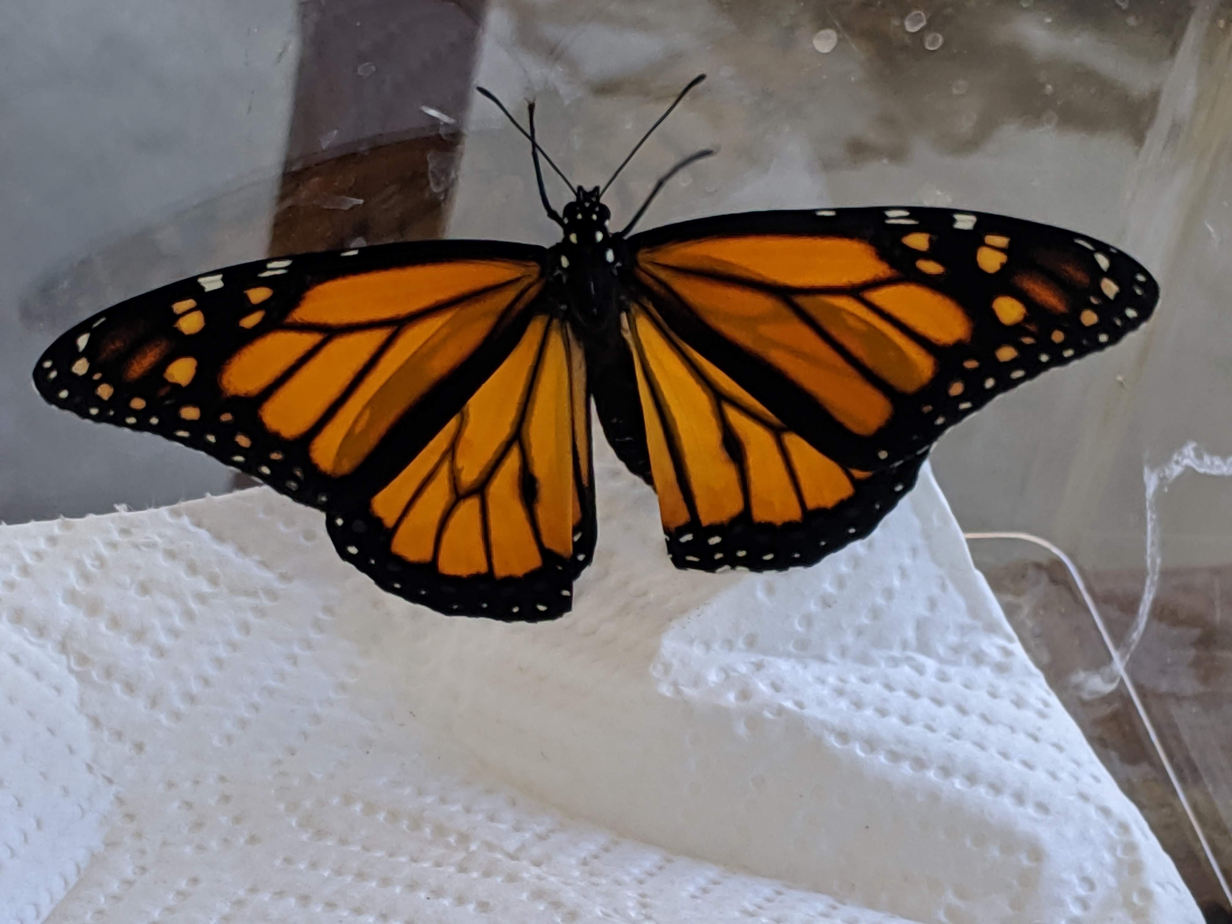 IMG_20190907_103755.jpg