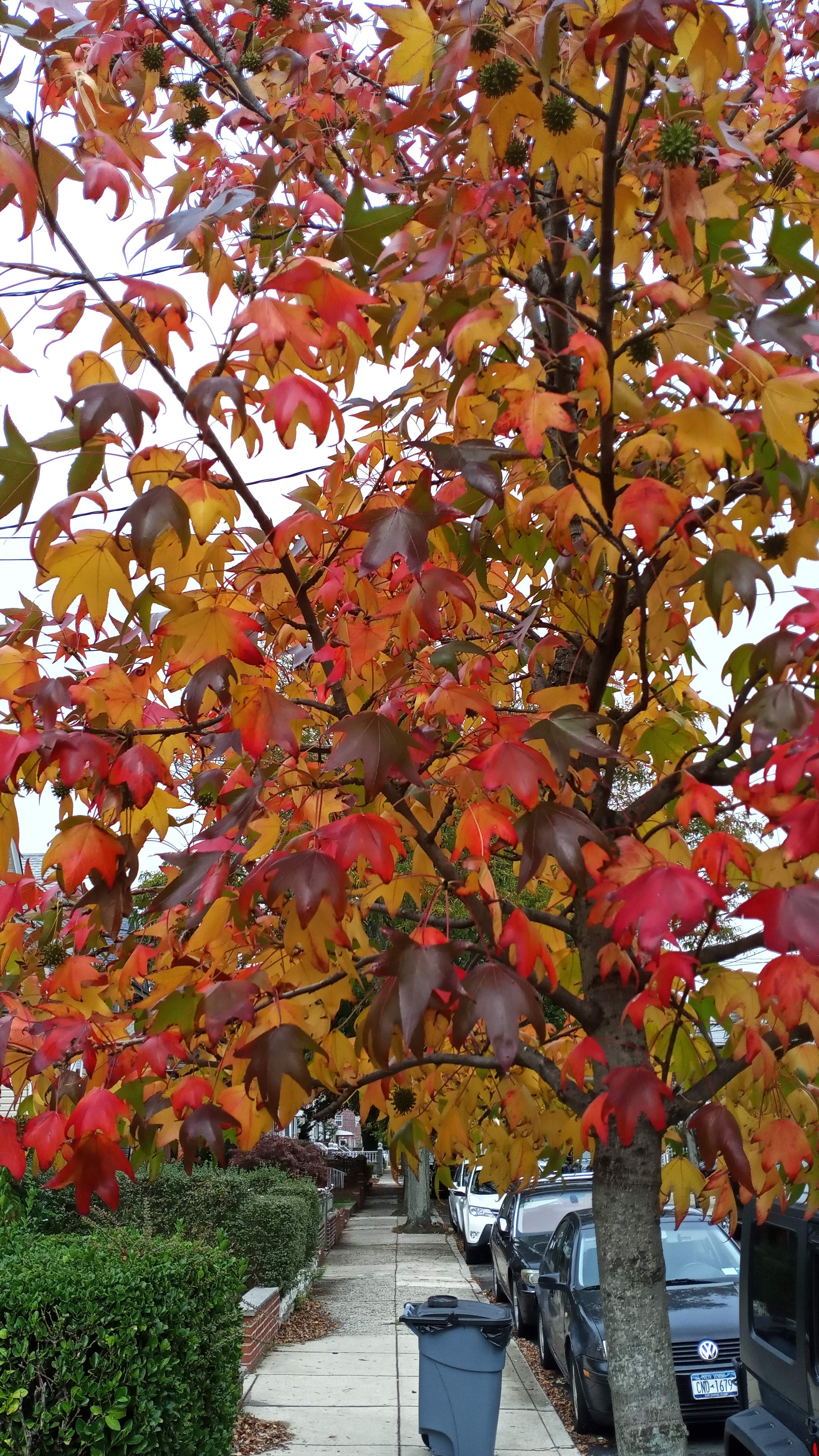 IMG_20201021_122516.jpg